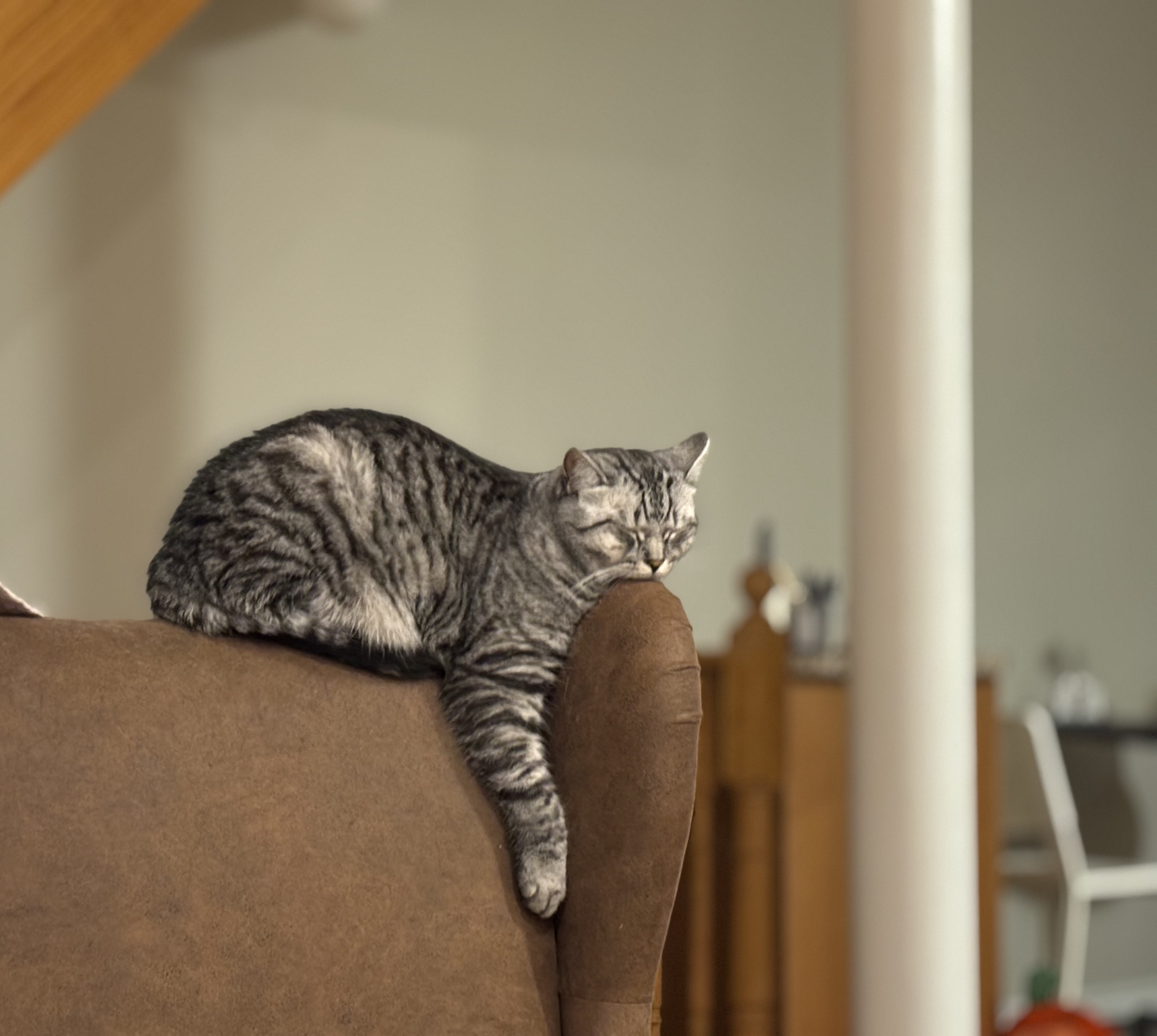 Hugo the cat